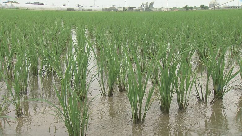 40ヘクタールで営農