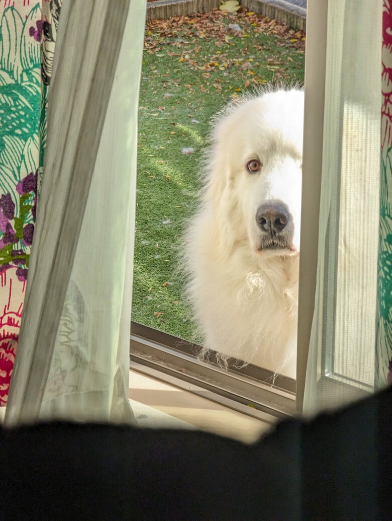 外から見つめる陸ちゃん