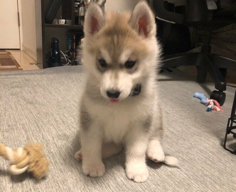 子犬時代のみぞれちゃん。よく見ると、舌がでている