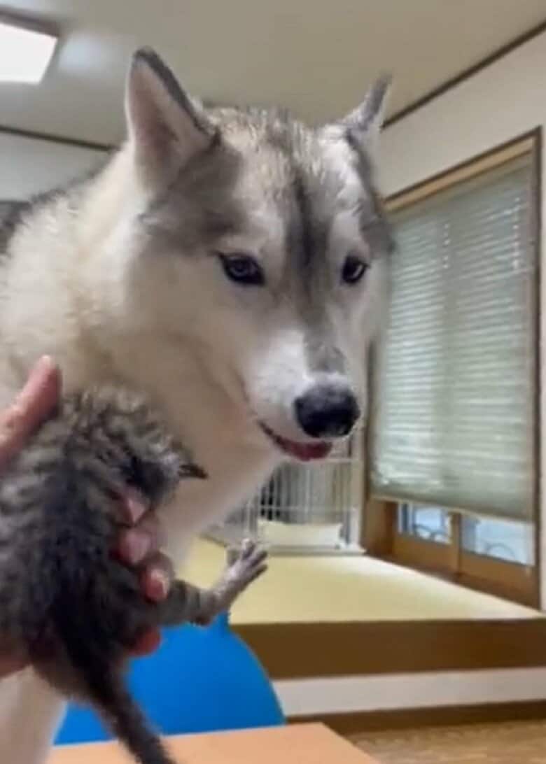 興味中しっかり子猫を確認する瞬間も
