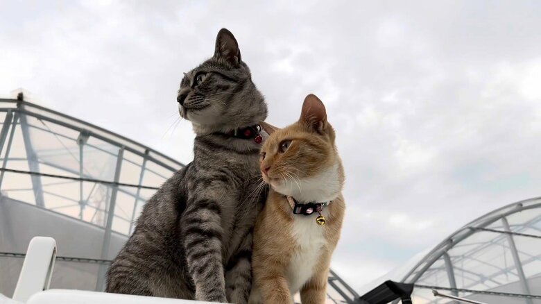 いつかは2匹でお出迎えも…