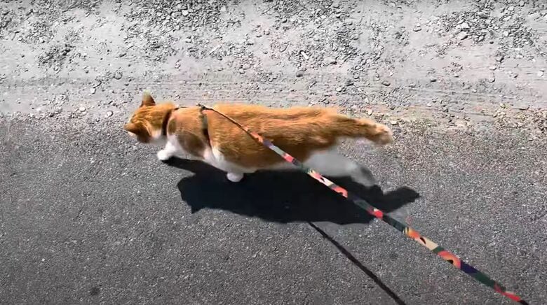 ペタ郎くんはお散歩が日課だそう