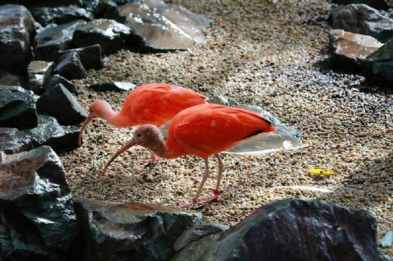 ショウジョウトキ（提供：松江フォーゲルパーク）