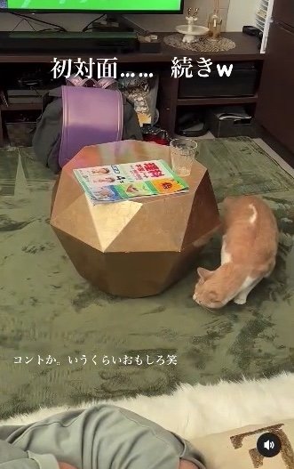 提供：たーにゃ。さん