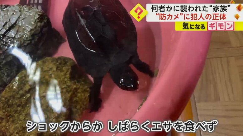 襲われたショックでエサを食べない「ぴーちゃん」