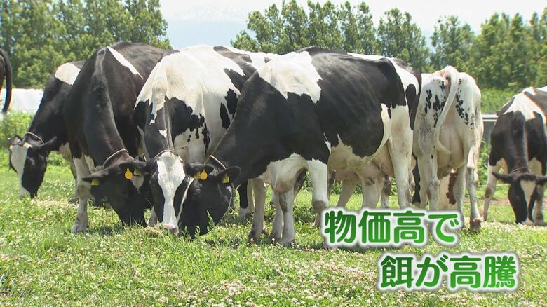 物価高で牧場も例年以上に厳しい夏に…