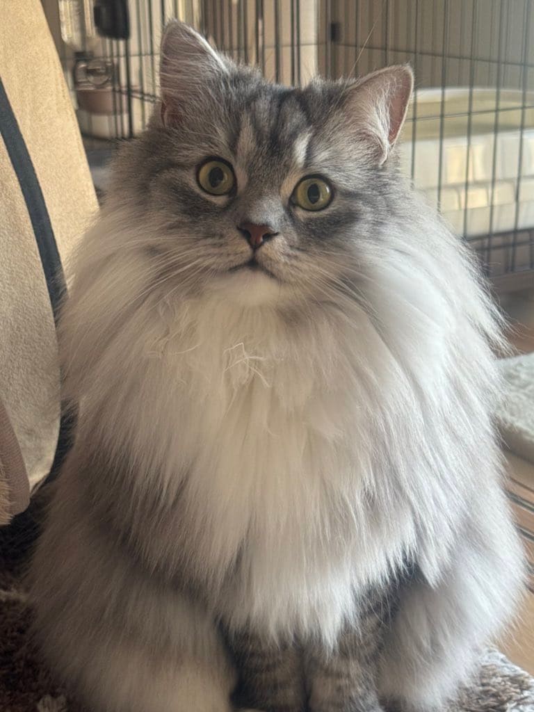飼い主さんの愛情を受けて、大きく成長した