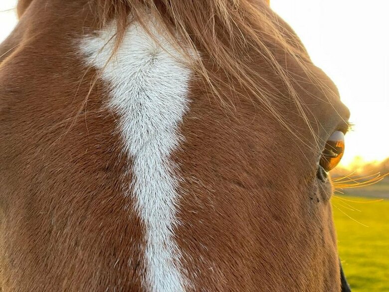 アドマイヤジャパンのアップ