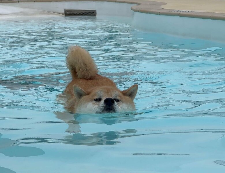 提供：柴リアンハスキーもちごめ兄弟さん