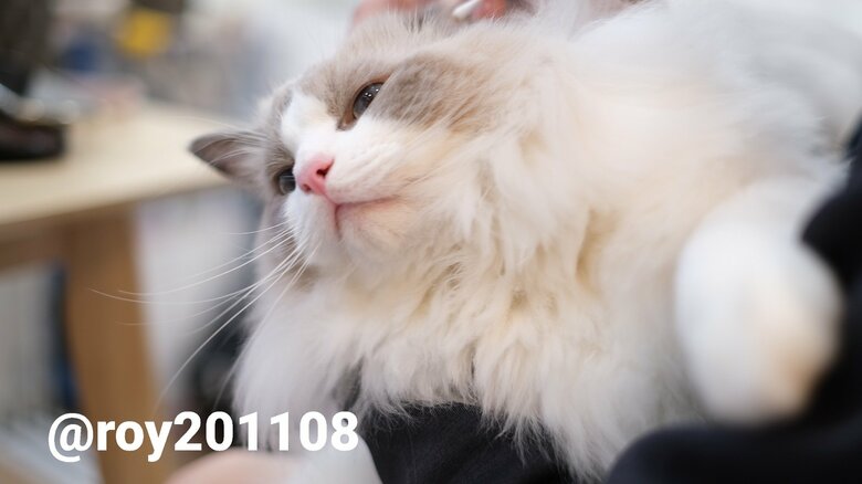 耳かき中（提供：ロイくん@roy201108さん）