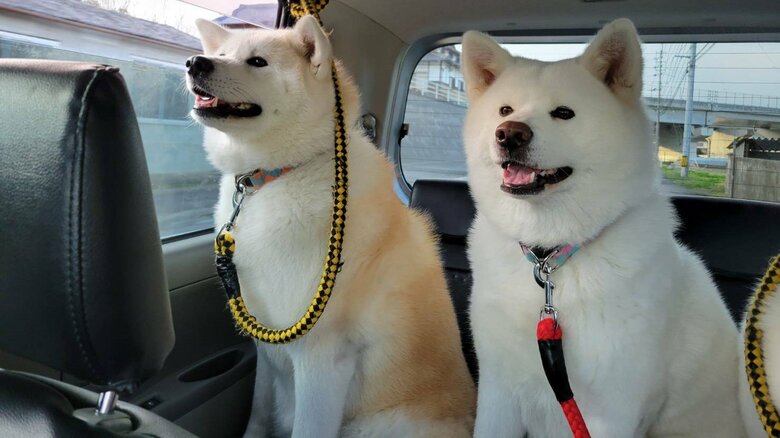 乗車中のワンちゃんたち