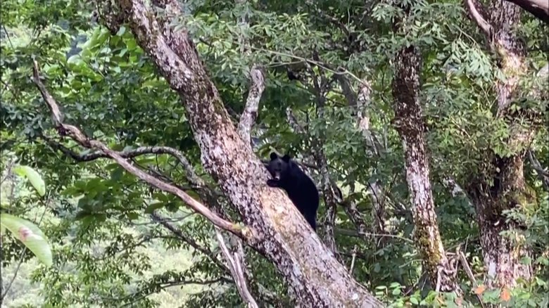 車をのぞき食料を狙う!?大胆なクマの目撃情報も 専門家から学ぶクマとの付き合い方【富山発】