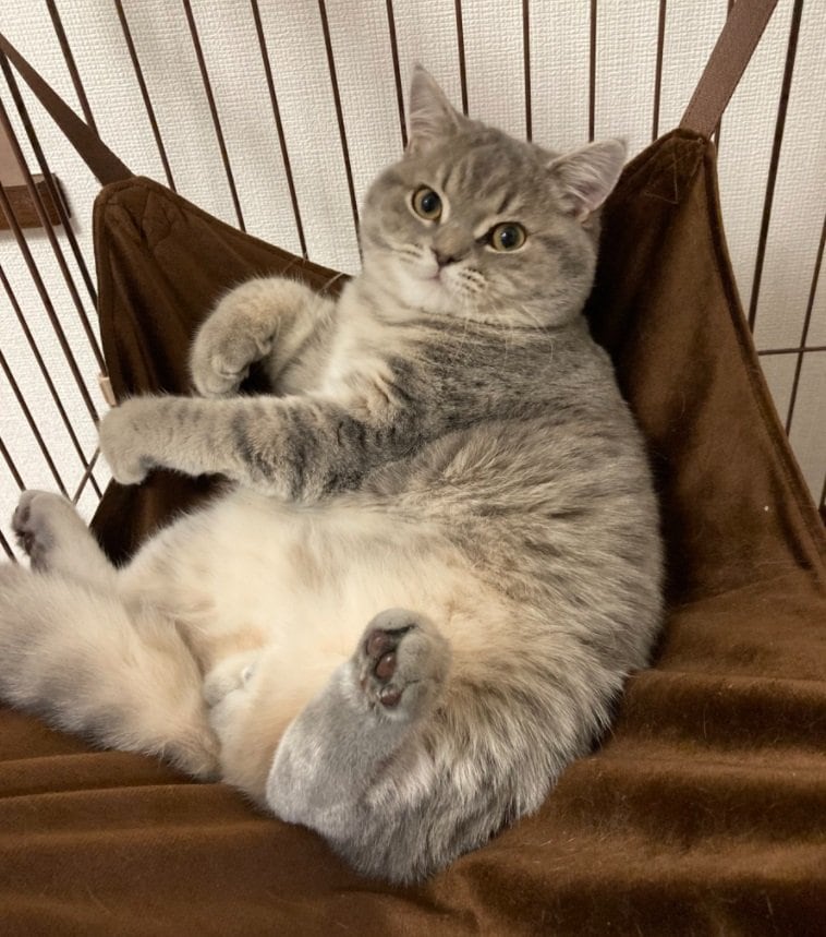 普段のいわしくん