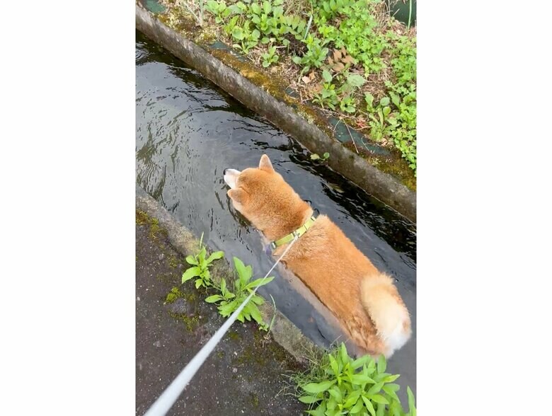 提供：柴リアンハスキーもちごめ兄弟さん