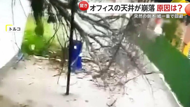通行人に向けて倒れる木