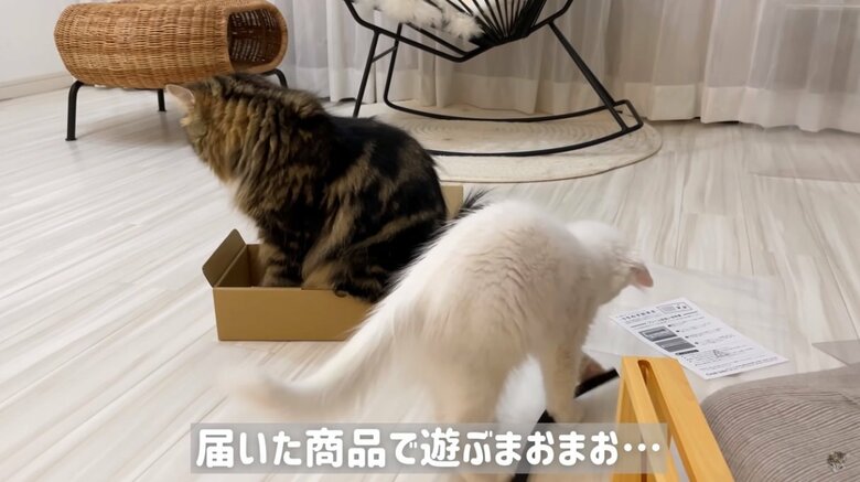 公式YouTubeチャンネル「めるにゃんちゅーぶ《mel nyan tube》」より