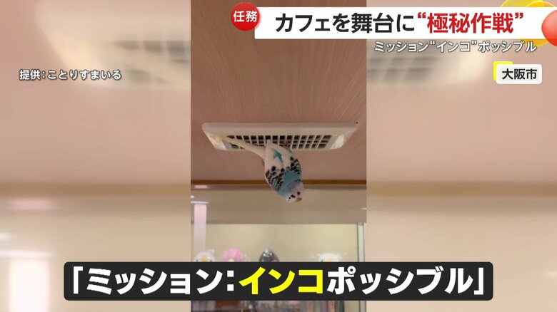 SNSで約40万回も再生された「ミッション“インコ”ポッシブル」な様子