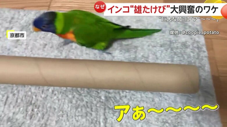 「ア゛～～～～」と雄叫びを上げるインコの「クーピー」くん