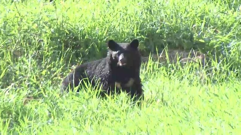 2025年10月盛岡市内丸の中津川付近に出没したクマ