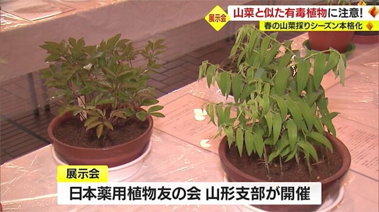 山菜シーズンに合わせ毎年開催