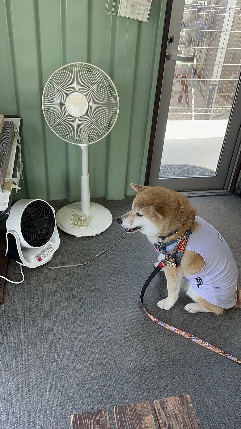 提供：柴リアンハスキーもちごめ兄弟さん
