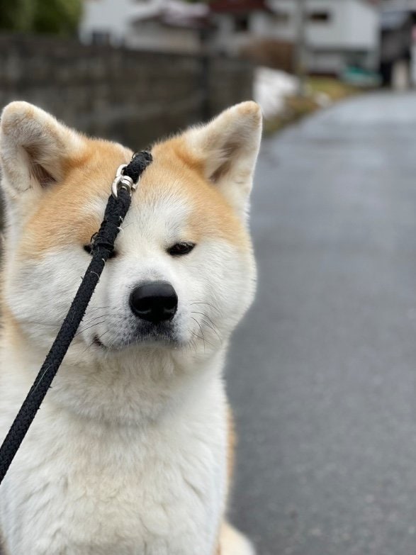 リードが顔にかかろうが全く気にしない（提供：秋田犬 五元(イモト)さん）