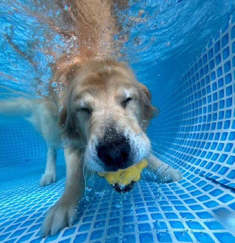 水中でニッコリ笑顔のがんもくん