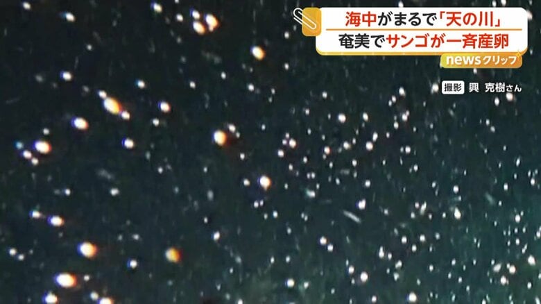 海中を舞う0.5mmほどのピンク色の粒