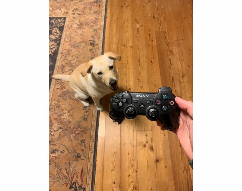過去にはゲーム機を壊したことも（提供：ラブラドール ルナさん）