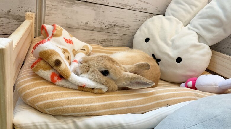 提供：げんまいとうるちさん