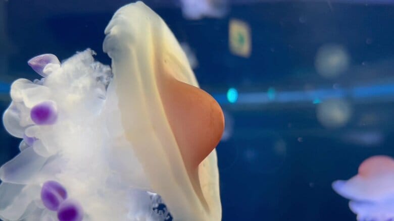 （提供：新江ノ島水族館）