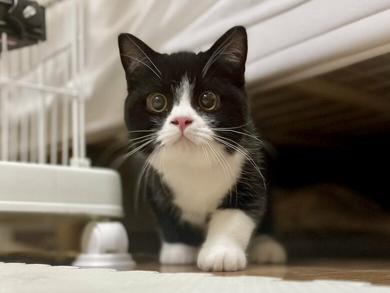 子猫時代のたろうくん