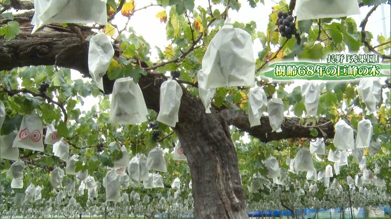 樹齢68年の巨峰の木