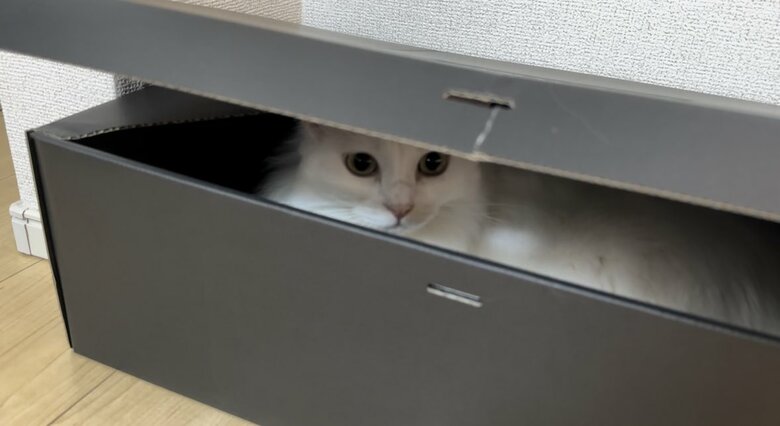 隙間からこんにちは