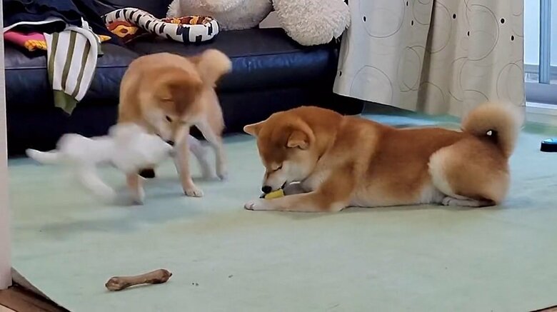 左：ぬいぐるみを振り回して遊ぶわらびちゃん　右：おとなしく遊ぶこむぎくん