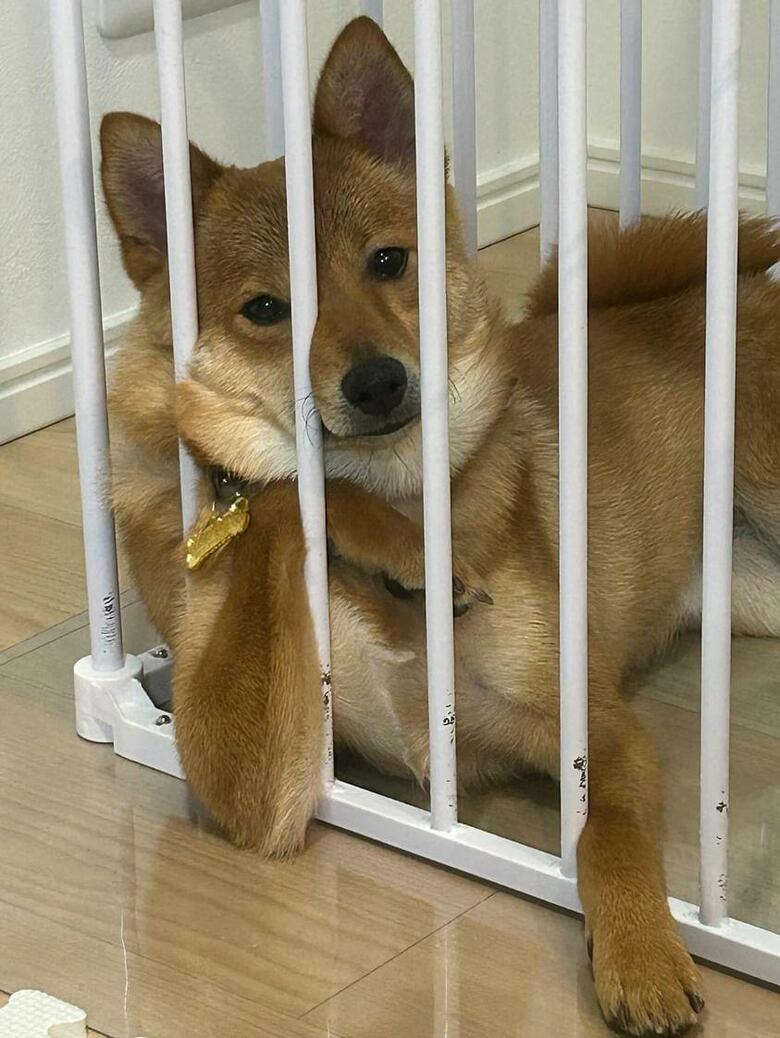 提供：あちさん