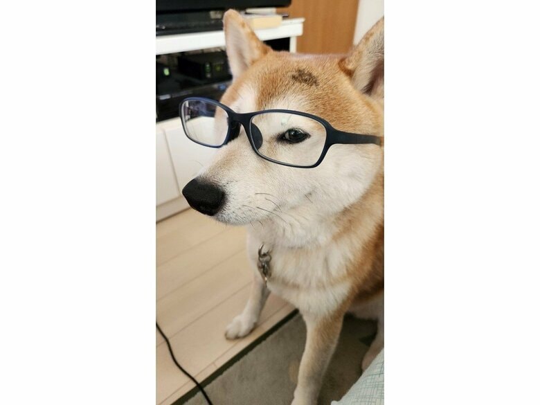 賢い？
