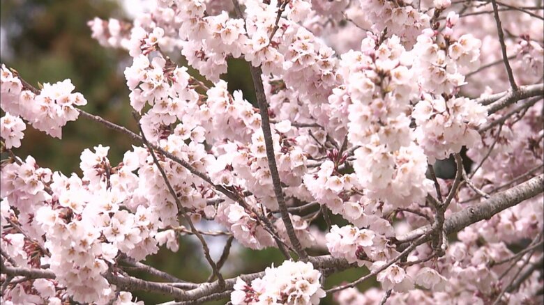 2025年は満開となってからも見ごろ続く