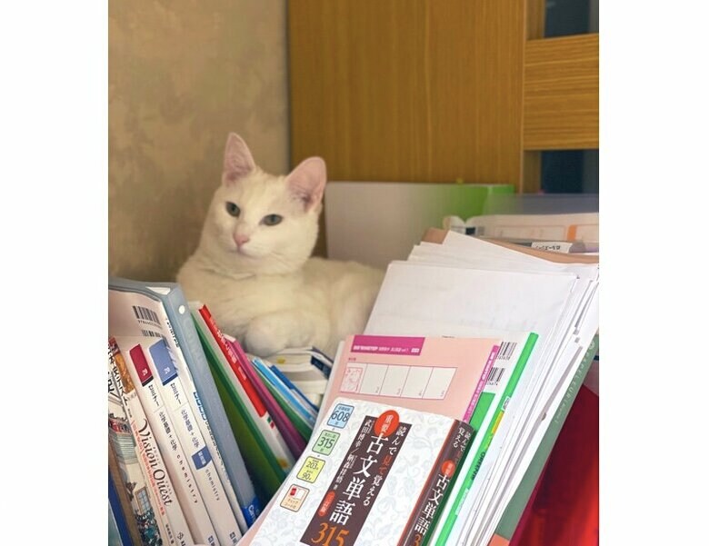教科書の上に登るちくわちゃん（提供：絵子猫さん）