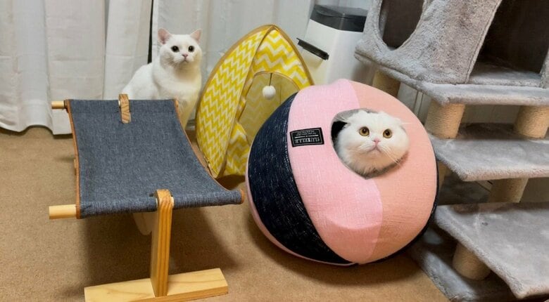 原型をとどめているときは穏やかな表情