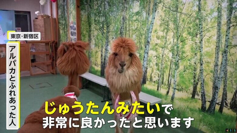 「じゅうたんみたい」と話すアルパカとふれあった人（アルパカふれあいランド）