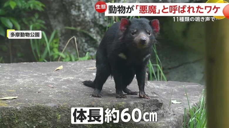 「悪魔」は意外と小柄な見た目