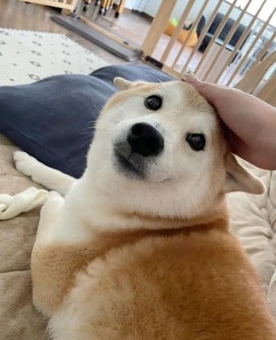 「撫でてほしい！」のお顔
