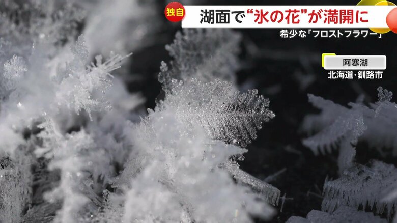 氷でできている「フロストフラワー」（FNN投稿サイト「ビデオPost」撮影：川村伸司さん）