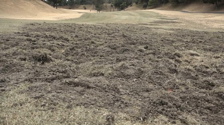 何者かによって芝が掘り起こされていたコース