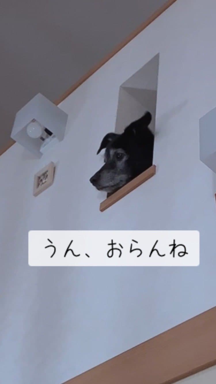 ノアちゃんも階段からひょっこり