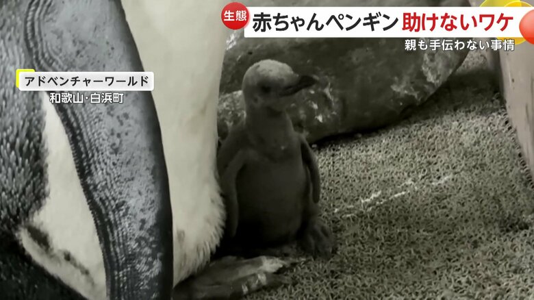 頭を触ろうと格闘する赤ちゃんペンギン（和歌山・白浜町のアドベンチャーワールド）