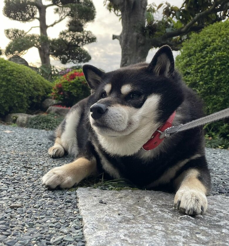 いっぱい歩いて疲れたのでイヤイヤ