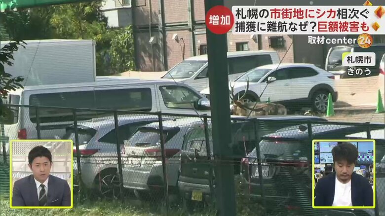 駐車場をうろつくシカ（札幌市　25日）