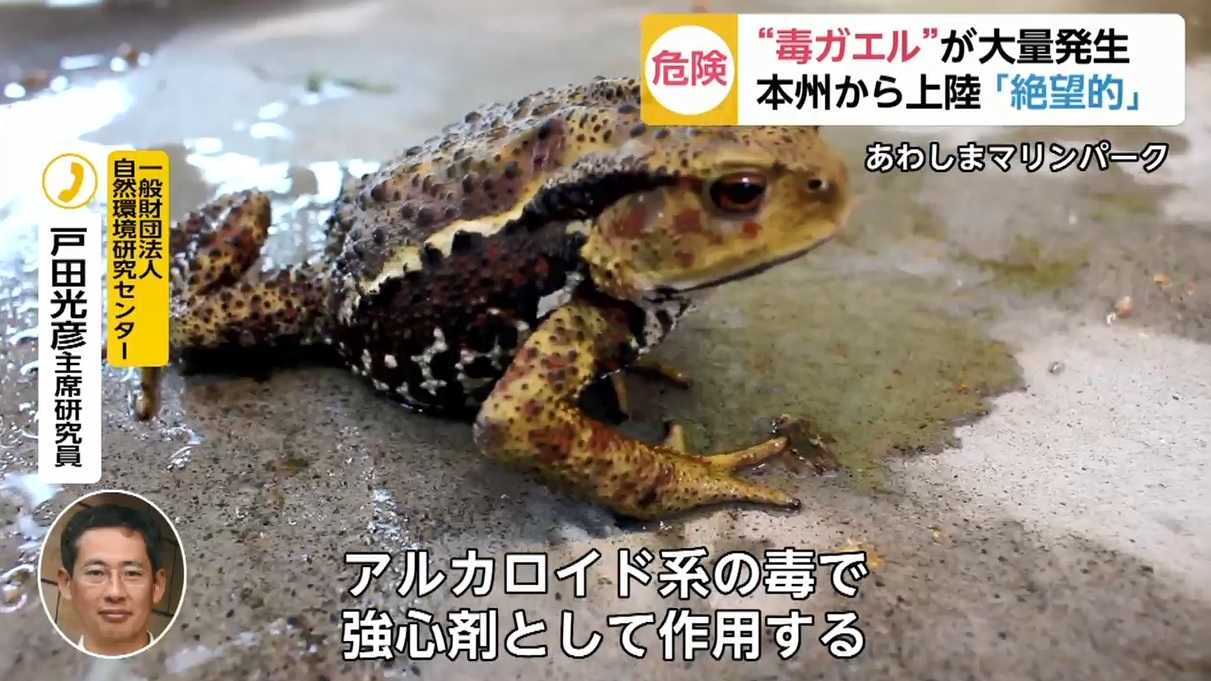 生態系に深刻な影響も 札幌で 毒ガエル が大量発生なぜ